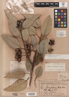 Holotype of Eucalyptus isingiana Maiden [family MYRTACEAE]