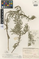 Isotype of Ficus podocarpifolia Corner [family MORACEAE]
