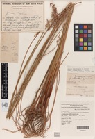 Holotype of Juncus laeviusculus subsp. illawarrensis L.A.S.Johnson [family JUNCACEAE]