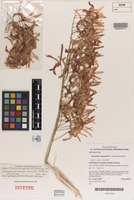 Isotype of Thelychiton spectabilis D.L.Jones & M.A.Clem. [family ORCHIDACEAE]