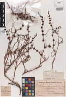 Isolectotype of Rumex tenax Rech.f. [family POLYGONACEAE]