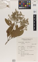 Isotype of Flindersia brassii T.G.Hartley & B.Hyland [family RUTACEAE]