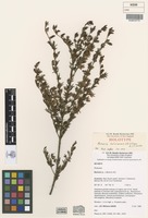 Holotype of Boronia boliviensis J.B.Williams & J.T.Hunter [family RUTACEAE]