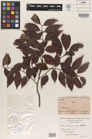 Isotype of Toechima dasyrrhache Radlk. [family SAPINDACEAE]