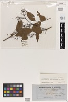 Isolectotype of Flindersia pimenteliana F.Muell. [family RUTACEAE]