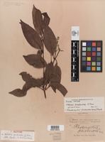 Type? of Nelitris psidioides G.Don [family MYRTACEAE]