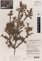 Holotype of Persoonia terminalis L.A.S.Johnson & P.H.Weston [family PROTEACEAE]