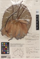Holotype of Nymphaea immutabilis subsp. kimberleyensis S.W.L.Jacobs [family NYMPHAEACEAE]