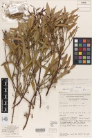 Holotype of Eucalyptus horistes L.A.S.Johnson & K.D.Hill [family MYRTACEAE]
