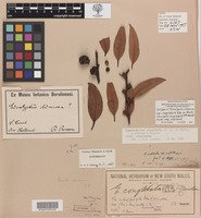 Syntype of Eucalyptus dumosa var. conglobata R.Br. ex Benth. [family MYRTACEAE]