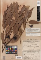 Syntype of Eucalyptus angulosa var. ceratocorys Blakely [family MYRTACEAE]