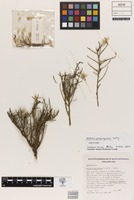 Isotype of Ptilotus propinquus Lally [family AMARANTHACEAE]