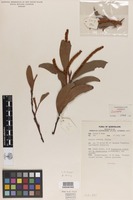 Isotype of Acacia cretata Pedley [family FABACEAE]