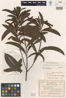 Isolectotype of Acacia leiocalyx (Domin) Pedley [family FABACEAE]