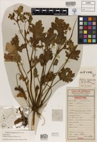 Holotype of Erodium carolinianum Aldasoro, Aedo, C.Navarro & L.Sáez subsp. glandulosum Carolin [family GERANIACEAE]
