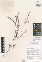 Isotype of Zieria odorifera subsp. warrabahensis Duretto & P.I.Forst. [family RUTACEAE]
