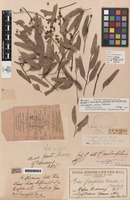Syntype of Eucalyptus perplexa Maiden & Blakely [family MYRTACEAE]