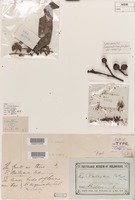 Lectotype of Eucalyptus baileyana F.Muell. [family MYRTACEAE]