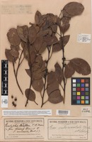 Type of Eucalyptus subcrenulata Maiden & Blakely [family MYRTACEAE]