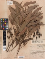 Type? of Eucalyptus dextropinea R.T.Baker [family MYRTACEAE]