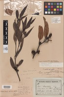 Isosyntype of Eucalyptus dumosa var. conglobata R.Br. ex Benth. [family MYRTACEAE]