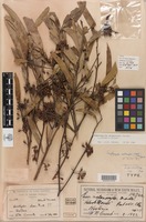 Syntype of Eucalyptus melanoxylon Maiden [family MYRTACEAE]