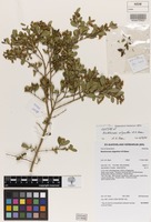 Isotype of Backhousia oligantha A.R.Bean [family MYRTACEAE]