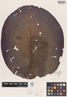 Holotype of Nymphaea jacobsii Hellq. [family NYMPHAEACEAE]