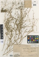 Holotype of Atriplex spinibractea R.H.Anderson [family CHENOPODIACEAE]