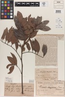 Holotype of Toechima dasyrrhache Radlk. [family SAPINDACEAE]