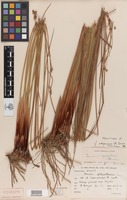 Holotype of Juncus edgariae L.A.S.Johnson & K.L.Wilson [family JUNCACEAE]