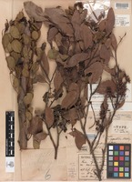 Holotype of Eucalyptus ovata var. aquatica Blakely [family MYRTACEAE]