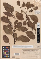 Type of Eucalyptus subcrenulata Maiden & Blakely [family MYRTACEAE]