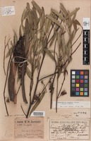 Holotype of Eucalyptus sargentii Maiden [family MYRTACEAE]