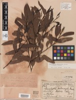 Syntype of Eucalyptus melanoxylon Maiden [family MYRTACEAE]
