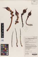 Holotype of Cycas xipholepis K.D.Hill [family CYCADACEAE]