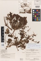 Holotype of Erodium janszii Alarcón, Aldasoro, C.Navarro & Aedo [family GERANIACEAE]