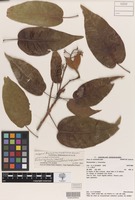 Isotype of Brachychiton x incarnatus Guymer [family MALVACEAE]