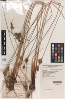 Holotype of Juncus sarophorus L.A.S.Johnson [family JUNCACEAE]