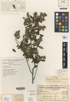 Holotype of Pomaderris brunnea N.A.Wakef. [family RHAMNACEAE]