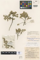 Holotype of Rhytidosporum alpinum McGill. [family PITTOSPORACEAE]