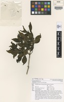 Isotype of Achyranthes margaretarum de Lange [family AMARANTHACEAE]