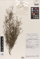 Isotype of Cryptandra gemmata A.R.Bean [family RHAMNACEAE]