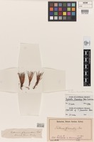 Lectotype of Trithuria filamentosa Rodway [family HYDATELLACEAE]