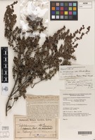 Holotype of Leptospermum rotundifolium (Maiden & Betche) F.Rodway ex Cheel var. rotundifolium Maiden & Betche [family MYRTACEAE]