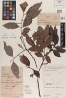 Isotype of Toechima dasyrrhache Radlk. [family SAPINDACEAE]