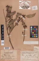 Lectotype of Eucalyptus punctata var. longirostrata Blakely [family MYRTACEAE]