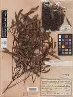 Syntype of Eucalyptus melanoxylon Maiden [family MYRTACEAE]