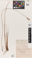 Isotype of Juncus distegus Edgar [family JUNCACEAE]