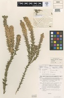 Isotype of Epacris grandis Crowden [family ERICACEAE]